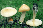 Gelber Scheidenstreifling-Amanita flavescens