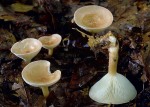 Ockerbrauner Trichterling-Clitocybe gibba