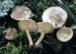 Rinnigbereifter Gifttrichterling-Clitocybe rivulosa
