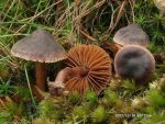 Purpurschwarzer Wasserkopf-Cortinarius anthracinus