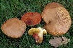 Aprikosenfarbiger Röhrling-Boletus armeniacus
