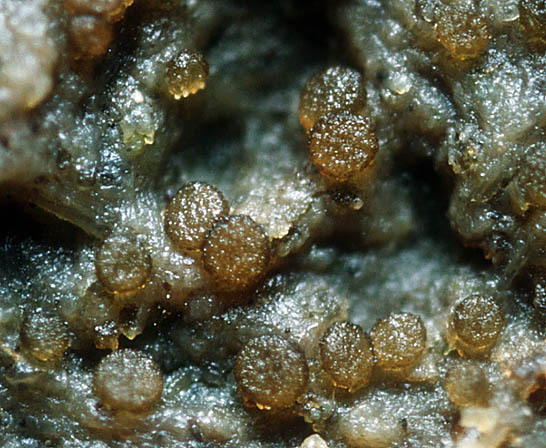 Thelebolus microsporus