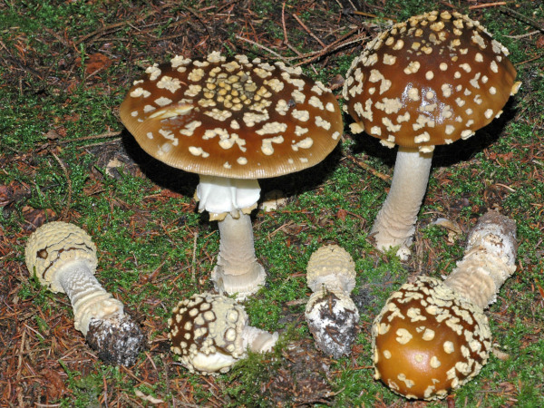 Brauner Fliegenpilz-Amanita regalis