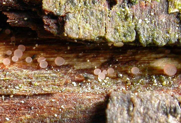Graugrünliches Pokalbecherchen-Allophylaria macrospora