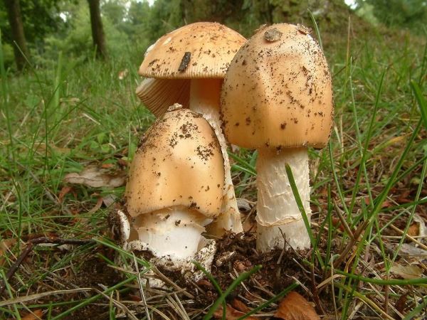 Orangegelber Scheidenstreifling-Amanita crocea