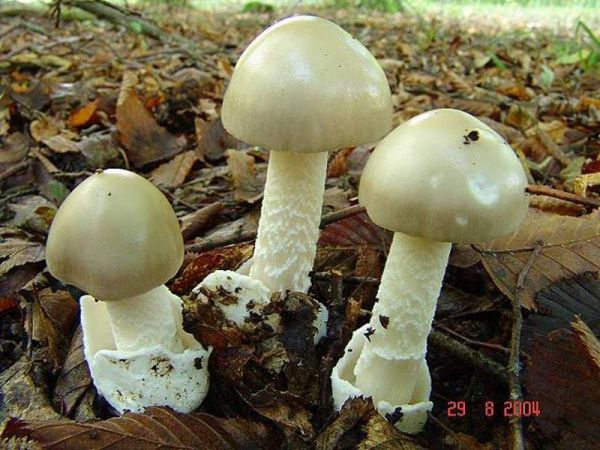 Grauer Scheidenstreifling-Amanita vaginata