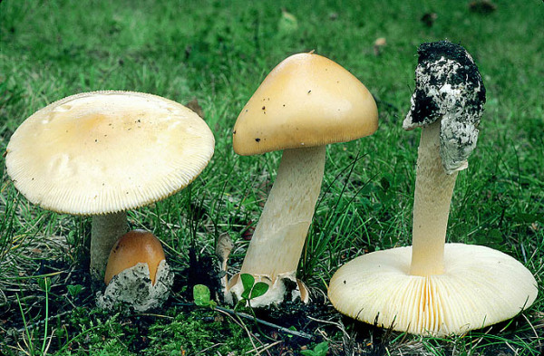 Gelber Scheidenstreifling-Amanita flavescens