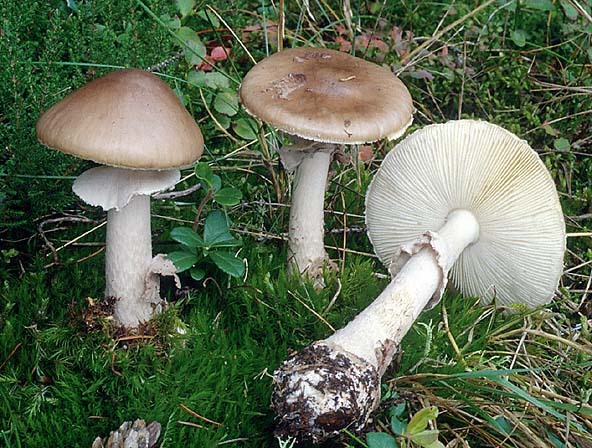 Porphyrbrauner Wulstling-Amanita porphyria