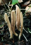 : Clavariadelphus-Clavariadelphus helveticus