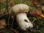 Gereinigter Schleimkopf-Cortinarius lustratus