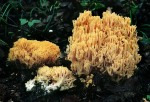 Goldgelbe Koralle-Ramaria aurea