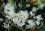 Weissliche Wiesenkoralle-Ramariopsis kunzei