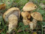 Gelbgestiefelter Schleimkopf-Cortinarius triumphans