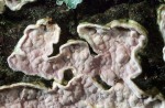 : Rindenpilz-Laeticorticium polygonioides