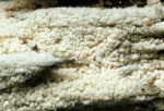 Tannen-Zähnchenrindenpilz-Hyphodontia abieticola