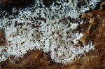 : Gelbsporrindenpilz-Jaapia argillacea