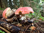 Roter Fliegenpilz-Amanita muscaria