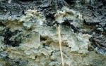 Grosser Zystidenrindenpilz-Phlebiopsis gigantea