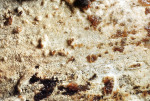 : Hornbasidie-Thanatephorus orchidicola