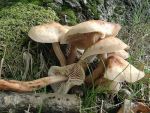 Spindeliger Blasssporrübling-Gymnopus fusipes
