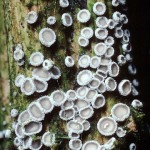 Weisser Schüsselseitling-Lachnella alboviolascens