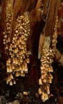 Farn-Röhrchen-Woldmaria filicina