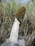 Dünen-Stinkmorchel-Phallus hadriani