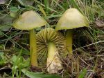Papageigrüner Saftling-Hygrocybe psittacina