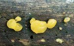 Konidienlose Gallertträne-Dacrymyces lacrymalis