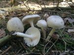 Duftender Schneckling-Hygrophorus agathosmus