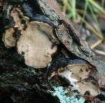 : Tramete-Datronia scutellata