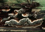 Tannenblättling-Gloeophyllum abietinum
