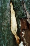 Ockerfarbener Dauerporling-Perenniporia medulla-panis