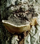 Espen-Feuerschwamm-Phellinus tremulae