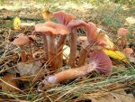 Zweifarbiger Lacktrichterling-Laccaria bicolor