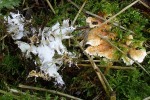 : Saftporling-Tyromyces wynnei