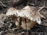 Büscheliger Egerlingsschirmpilz-Leucoagaricus americanus