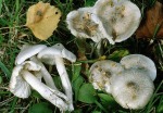 Risspilzaehnlicher Ritterling-Tricholoma argyraceum