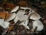 Violettlicher Schwindling-Marasmius wynnei