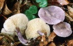 Veilchenblauer Schönkopf-Calocybe ionides