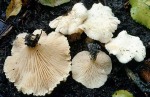 Weisser Tellerling-Rhodocybe fallax