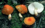 Orangeroter Dachpilz-Pluteus aurantiorugosus