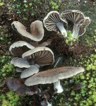 Muschelartiger Nabeling-Arrhenia acerosa