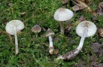 Rausporiger Reifhelmling-Mycenella trachyspora