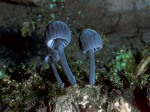Falscher Rindenhelmling-Mycena pseudocorticola