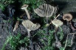 :-Melanomphalia nigrescens