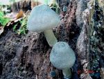 Grünlichgrauer Dachpilz-Pluteus salicinus