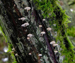 Ästchenschwindling-Marasmiellus ramealis