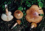 Schmieriger Schleimschirmling-Limacella delicata var. glioderma