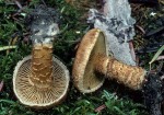 Schuppenstieliger Risspilz-Inocybe terrigena